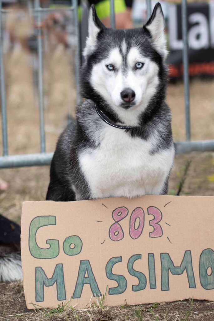 Massimos Husky-Hündin mit „Go Massimo“-Schild als Fan beim Wien Triathlon.